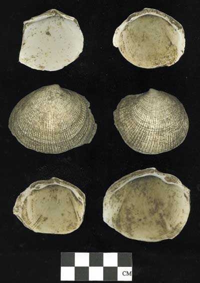 Talking Taino: The Chip-Chip Gatherers - Times of the Islands