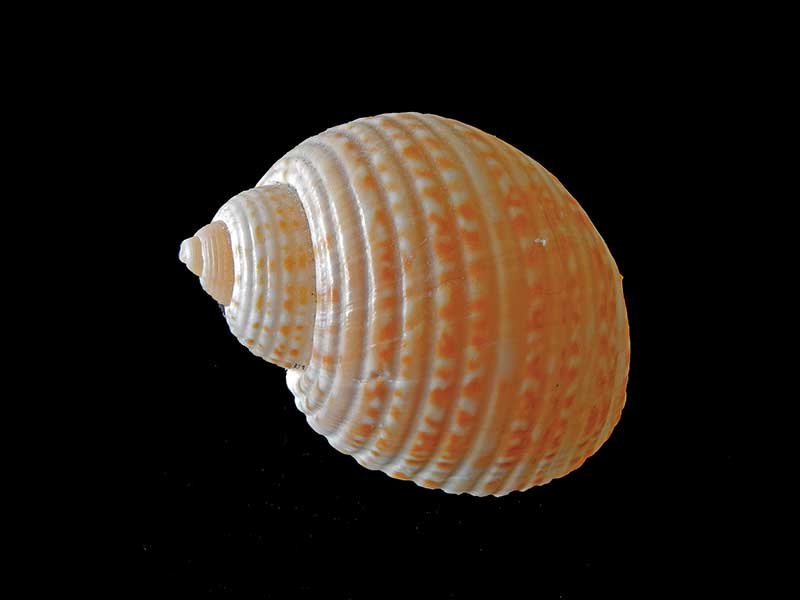 Partrige Tun Shell Times of the Islands Beauty and the Beach - Times of the Islands